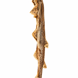 Akyra Kathaai 40 cm | Gedroogde Vissnack voor Honden